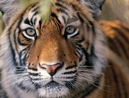 The Golden Triangle Tiger Tour with The city of lakes